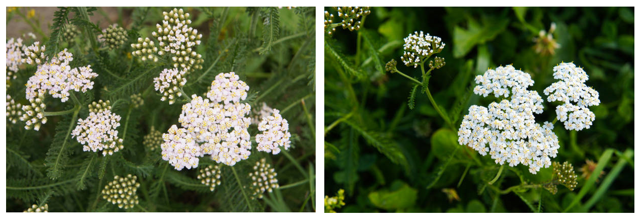 Two images of white yarrow flowers surrounded by green leaves
