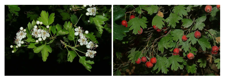 Two images of Hawthorn plants showcasing vibrant flowers and lush green leaves.