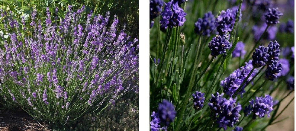 Two images showcase lavender plants. The left image shows a lush, sprawling bush with vibrant purple flowers. The right close-up highlights dense clusters of blossoms, evoking a fragrant and serene atmosphere.